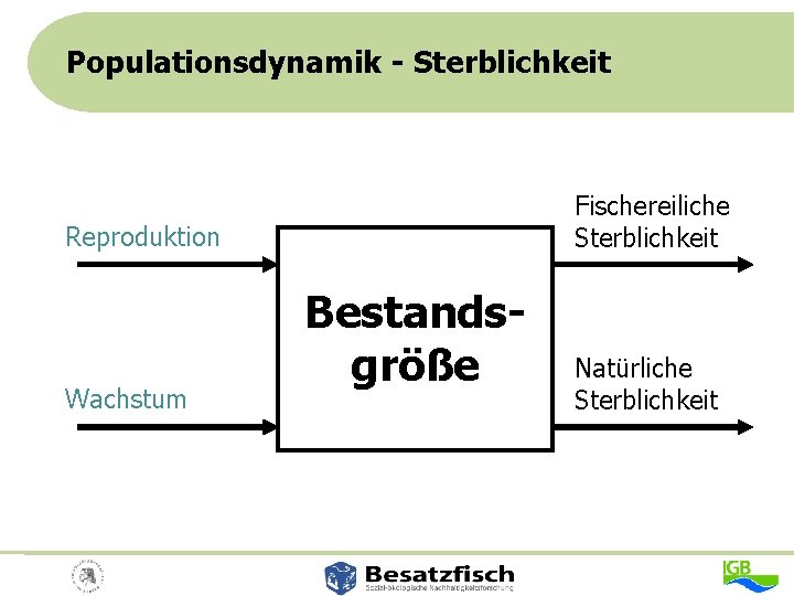 Populationsdynamik - Sterblichkeit Fischereiliche Sterblichkeit Reproduktion Wachstum Bestandsgröße Natürliche Sterblichkeit 