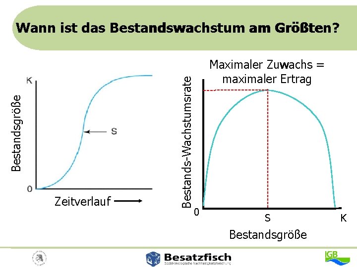 Zeitverlauf Bestands-Wachstumsrate Bestandsgröße Wann ist das Bestandswachstum am Größten? Maximaler Zuwachs = maximaler Ertrag