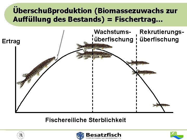 Überschußproduktion (Biomassezuwachs zur Auffüllung des Bestands) = Fischertrag. . . Ertrag Wachstums- Rekrutierungsüberfischung Fischereiliche