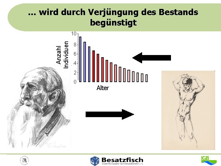 … wird durch Verjüngung des Bestands begünstigt Anzahl Individuen 10 8 6 4 2