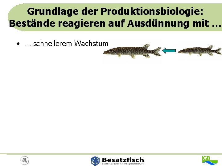 Grundlage der Produktionsbiologie: Bestände reagieren auf Ausdünnung mit … • … schnellerem Wachstum 