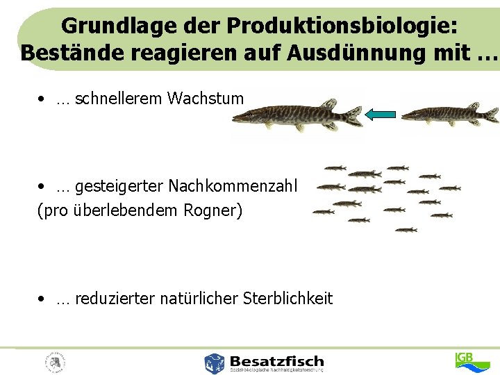 Grundlage der Produktionsbiologie: Bestände reagieren auf Ausdünnung mit … • … schnellerem Wachstum •