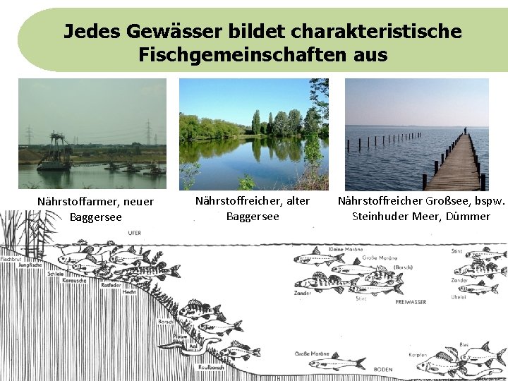 Jedes Gewässer bildet charakteristische Fischgemeinschaften aus Nährstoffarmer, neuer Baggersee Nährstoffreicher, alter Baggersee Nährstoffreicher Großsee,