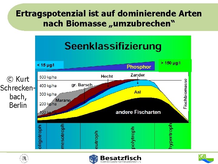 Ertragspotenzial ist auf dominierende Arten nach Biomasse „umzubrechen“ < 15 µg/l © Kurt Schreckenbach,