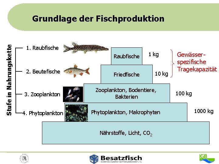 Stufe in Nahrungskette Grundlage der Fischproduktion 1. Raubfische 2. Beutefische 1 kg Friedfische 10