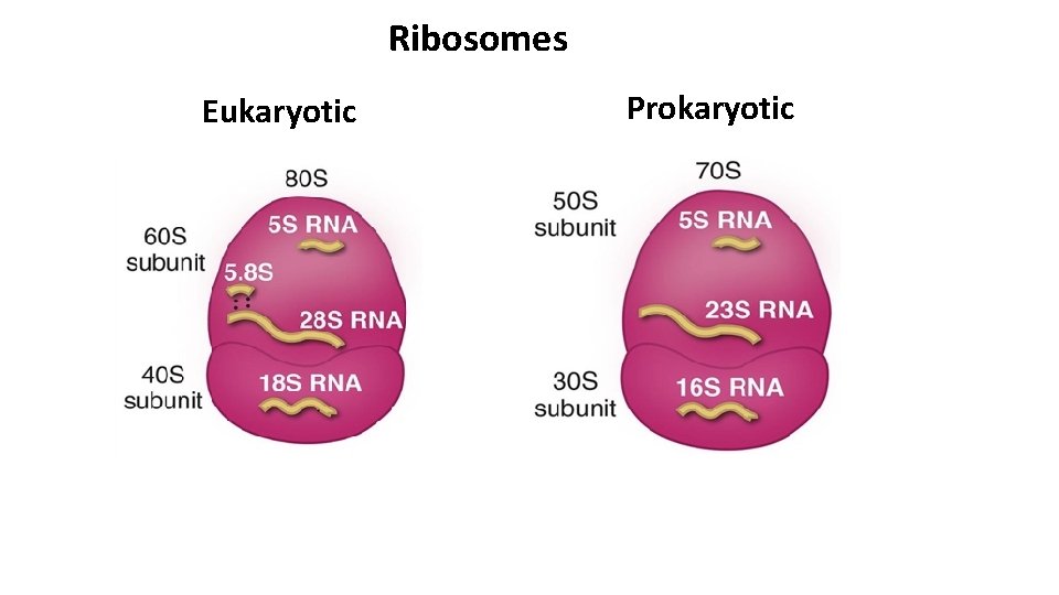 Ribosomes Eukaryotic Prokaryotic 