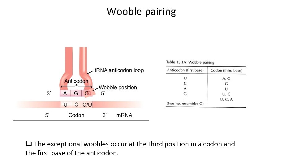 Wooble pairing q The exceptional woobles occur at the third position in a codon
