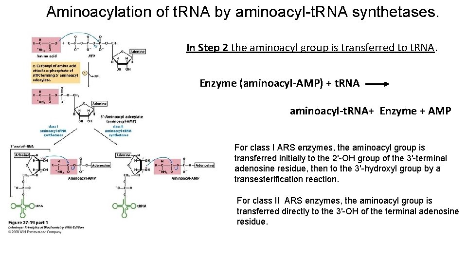 Aminoacylation of t. RNA by aminoacyl-t. RNA synthetases. In Step 2 the aminoacyl group