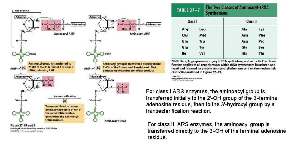 For class I ARS enzymes, the aminoacyl group is transferred initially to the 2′-OH