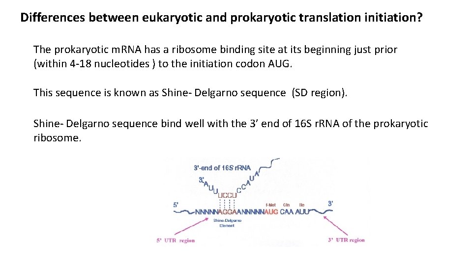 Differences between eukaryotic and prokaryotic translation initiation? The prokaryotic m. RNA has a ribosome