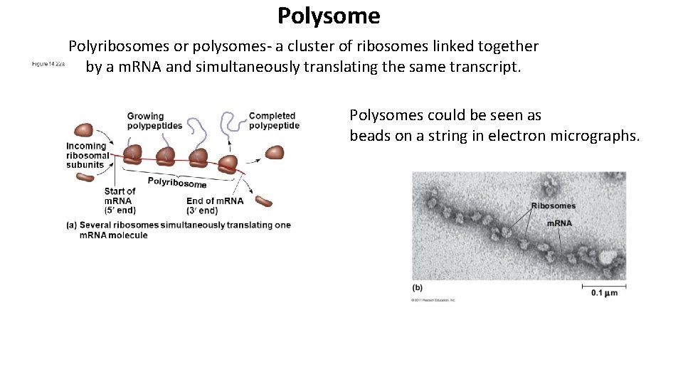 Polysome Polyribosomes or polysomes- a cluster of ribosomes linked together by a m. RNA