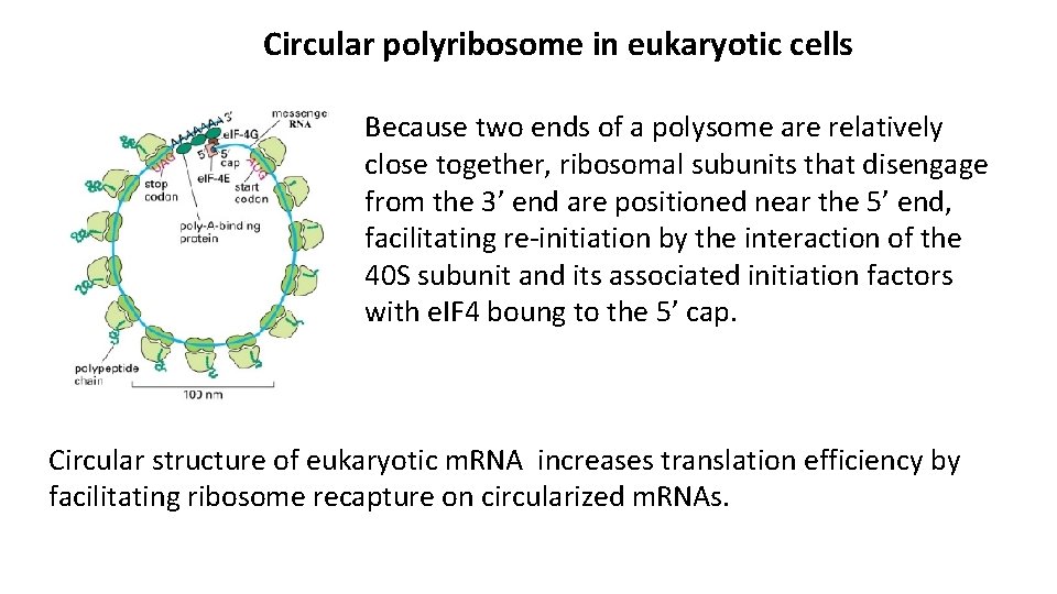 Circular polyribosome in eukaryotic cells Because two ends of a polysome are relatively close