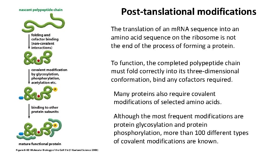 Post-tanslational modifications The translation of an m. RNA sequence into an amino acid sequence