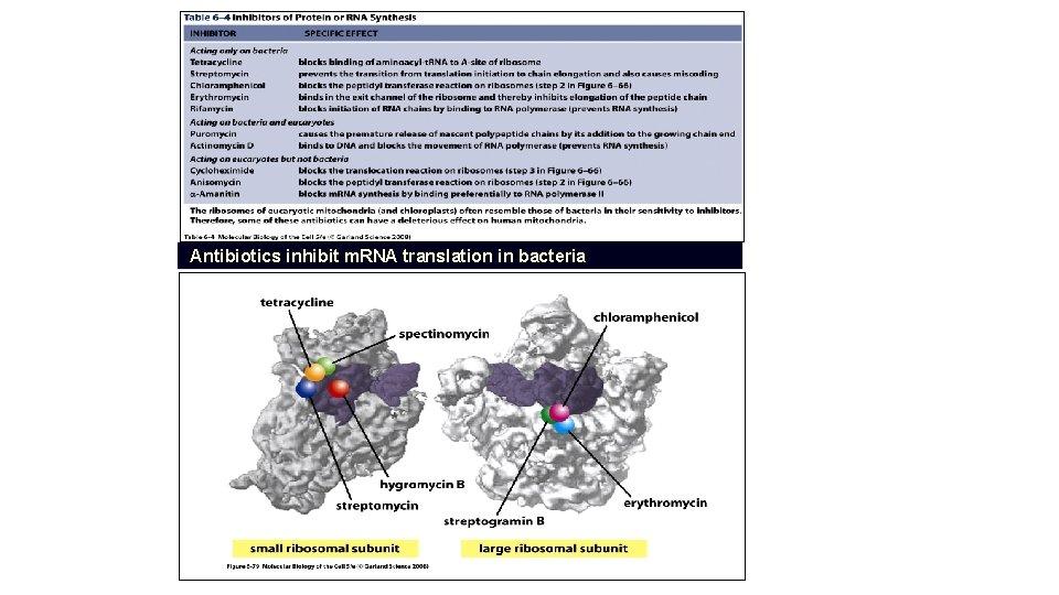 Antibiotics inhibit m. RNA translation in bacteria 