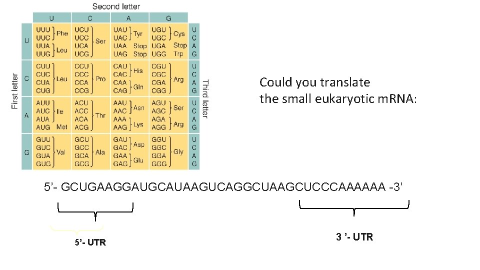 Could you translate the small eukaryotic m. RNA: 5’- GCUGAAGGAUGCAUAAGUCAGGCUAAGCUCCCAAAAAA -3’ 5’- UTR 3