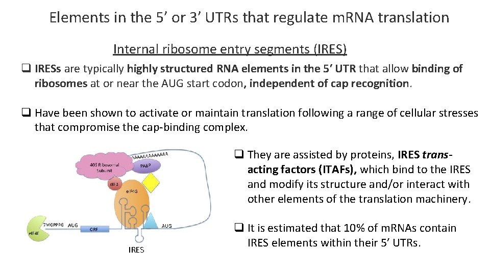 Elements in the 5′ or 3′ UTRs that regulate m. RNA translation Internal ribosome