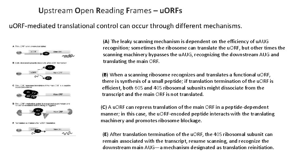 Upstream Open Reading Frames – u. ORFs u. ORF-mediated translational control can occur through