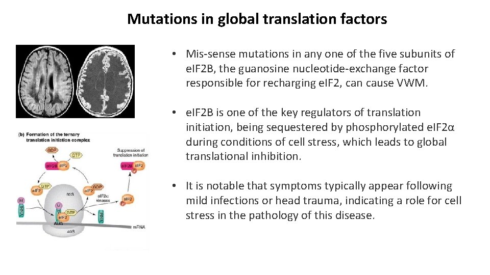 Mutations in global translation factors • Mis-sense mutations in any one of the five