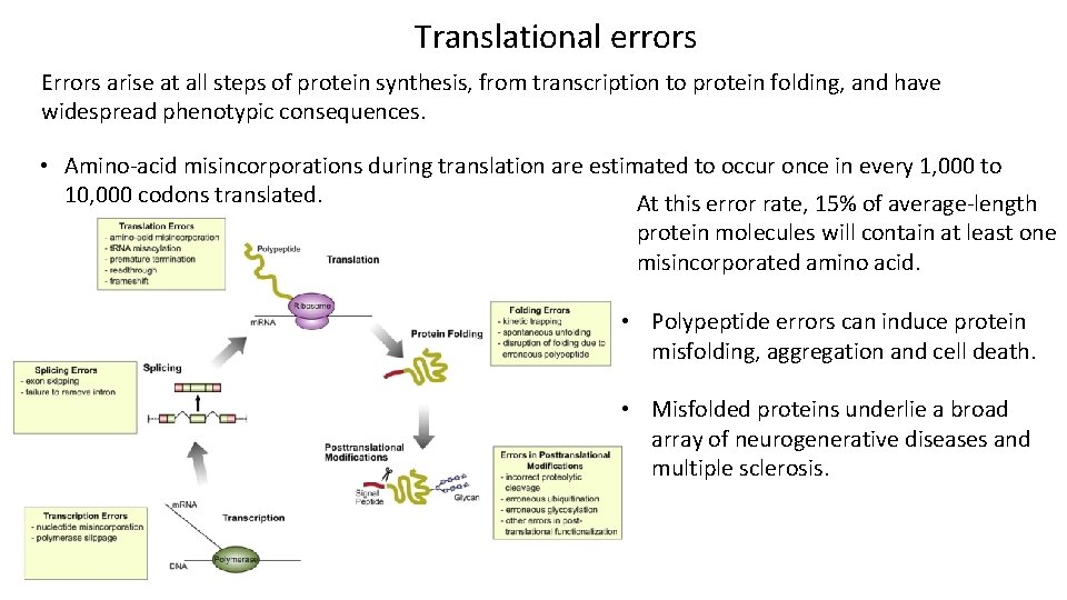 Translational errors Errors arise at all steps of protein synthesis, from transcription to protein