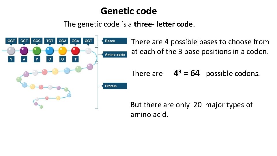 Genetic code The genetic code is a three- letter code. There are 4 possible