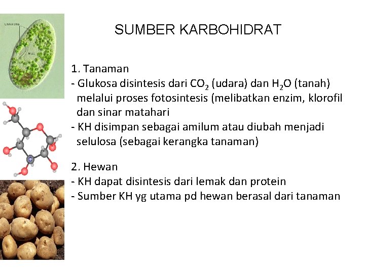 SUMBER KARBOHIDRAT 1. Tanaman - Glukosa disintesis dari CO 2 (udara) dan H 2
