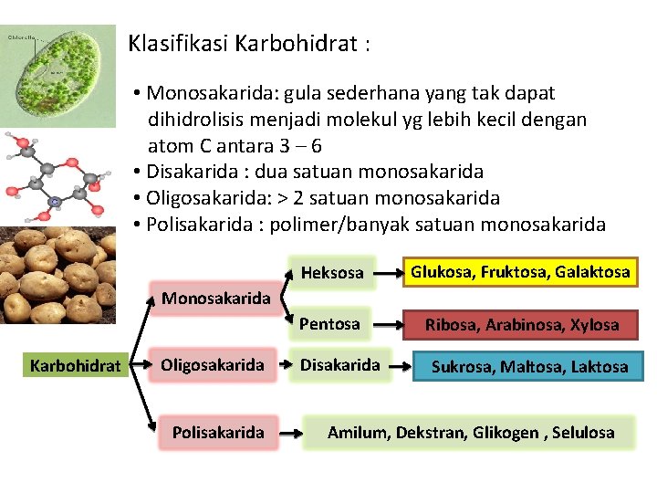 Klasifikasi Karbohidrat : • Monosakarida: gula sederhana yang tak dapat dihidrolisis menjadi molekul yg