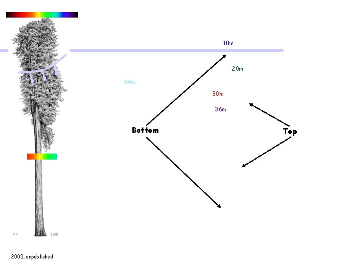 10 m 20 m 34 m 30 m 36 m Bottom Top 2003, unpublished