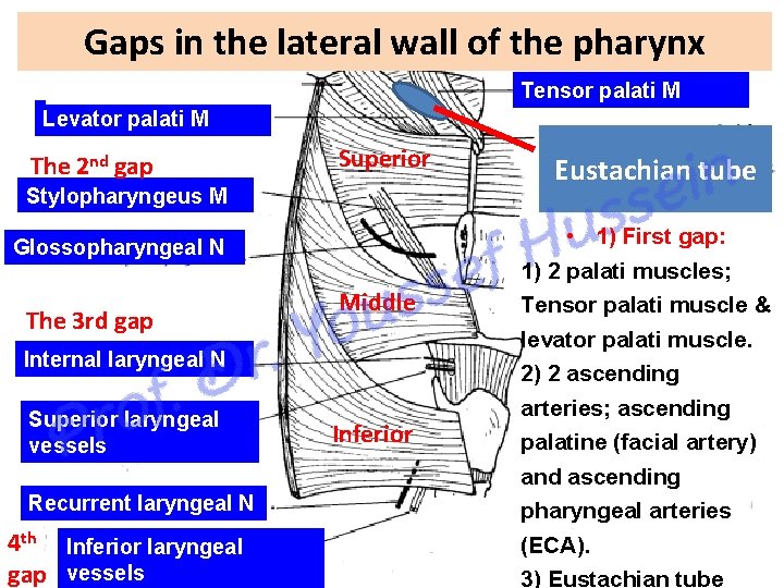 Gaps in the lateral wall of the pharynx Tensor palati M 1 Levator palati