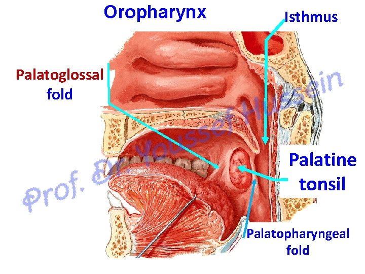 Oropharynx Isthmus Palatoglossal fold Palatine tonsil Palatopharyngeal fold 