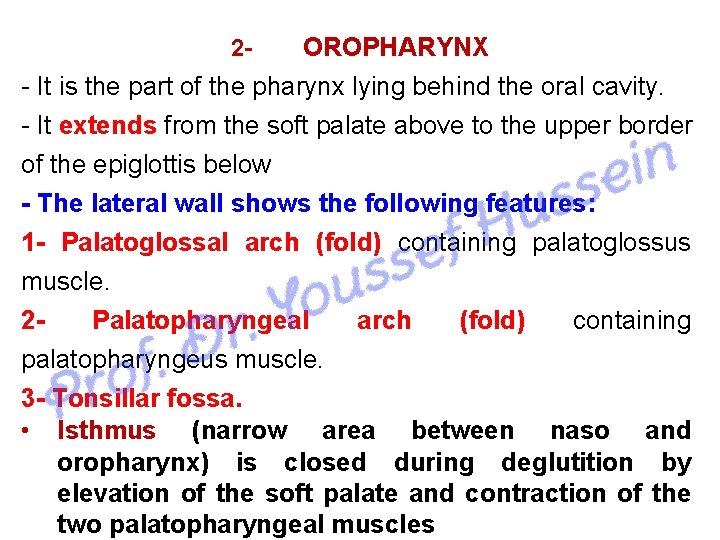 OROPHARYNX It is the part of the pharynx lying behind the oral cavity. It