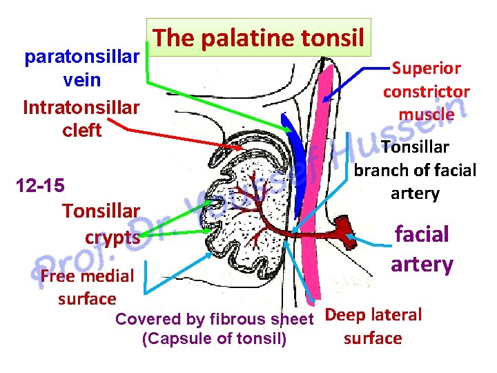 paratonsillar vein Intratonsillar cleft 12 15 Tonsillar crypts Free medial surface The palatine tonsil