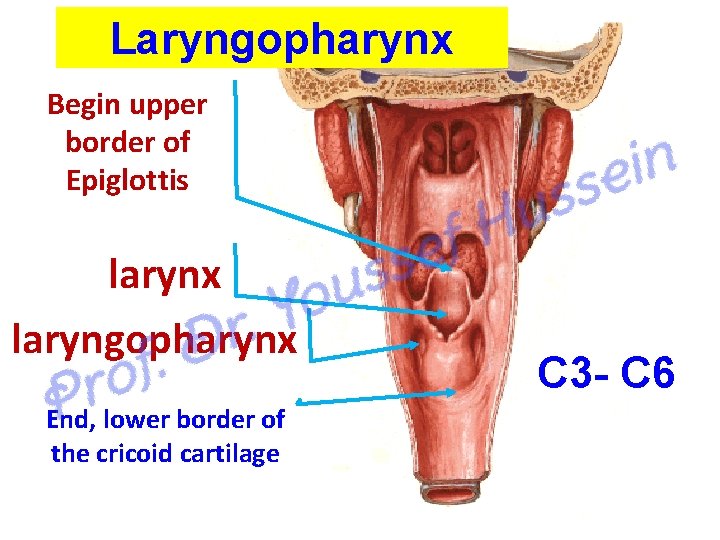 Laryngopharynx Begin upper border of Epiglottis larynx laryngopharynx End, lower border of the cricoid