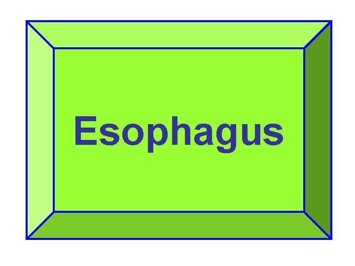 Esophagus 