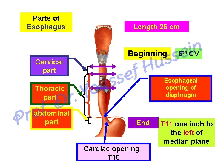 Parts of Esophagus Cervical part Length 25 cm Beginning Esophageal opening of diaphragm Thoracic