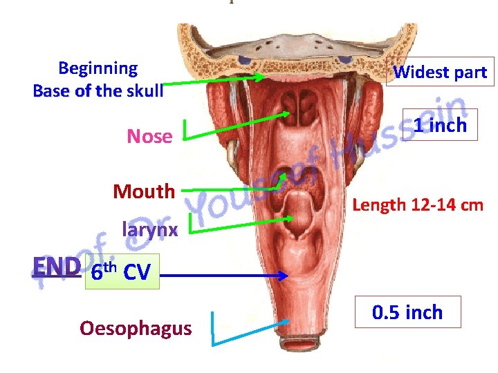 Beginning Base of the skull Nose Mouth larynx Widest part 1 inch Length 12