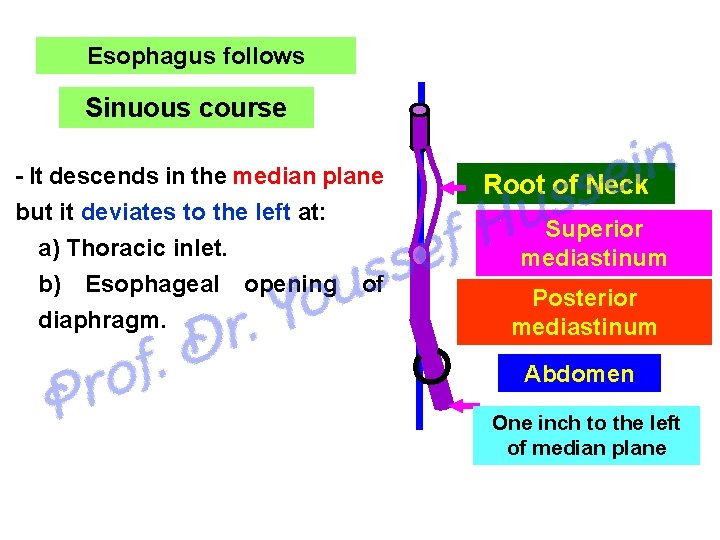 Esophagus follows Sinuous course It descends in the median plane but it deviates to