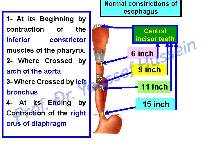 1 At its Beginning by contraction of the inferior constrictor muscles of the pharynx.