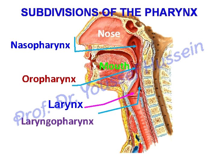 SUBDIVISIONS OF THE PHARYNX Nasopharynx Oropharynx Laryngopharynx Nose Mouth 