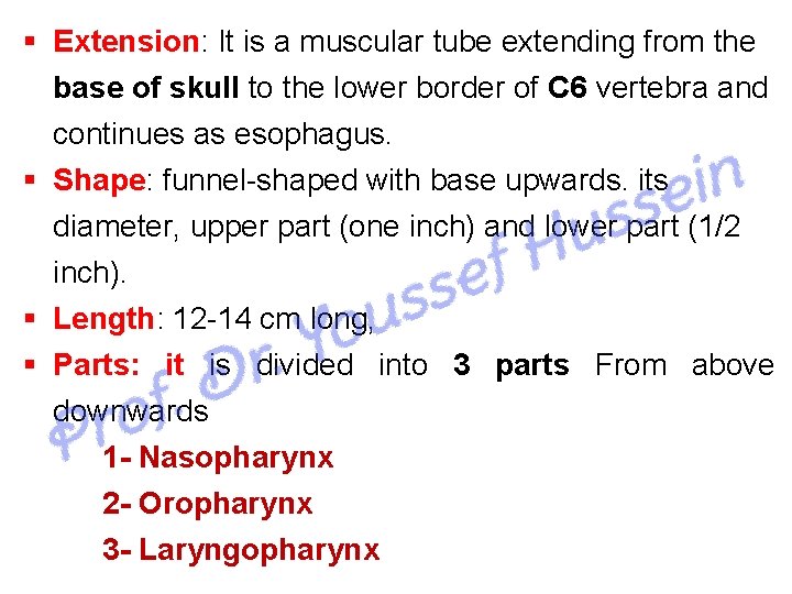  Extension: It is a muscular tube extending from the base of skull to