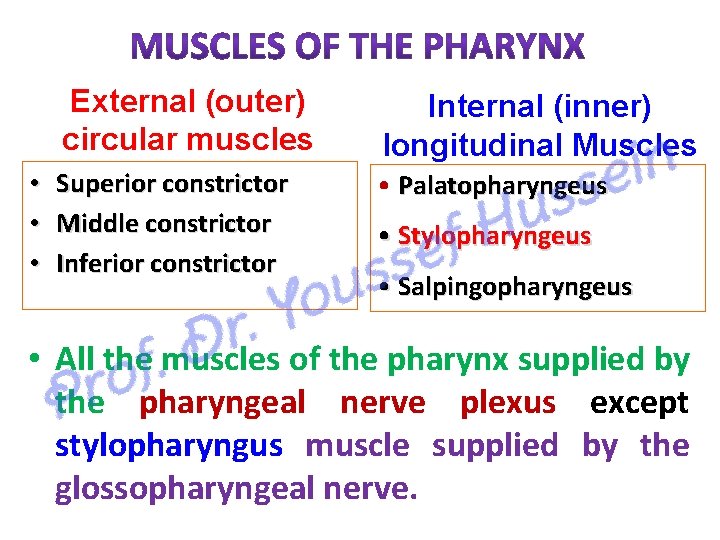  • • • External (outer) circular muscles Internal (inner) longitudinal Muscles Superior constrictor