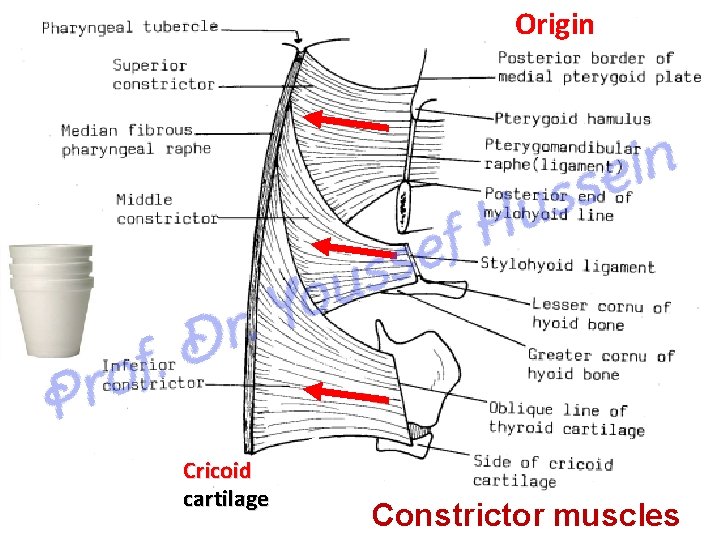 Origin Cricoid cartilage Constrictor muscles 