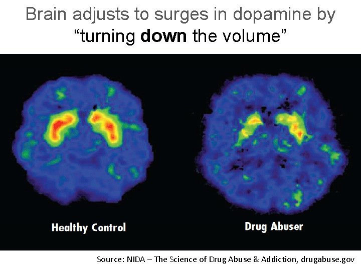 Brain adjusts to surges in dopamine by “turning down the volume” Source: NIDA –