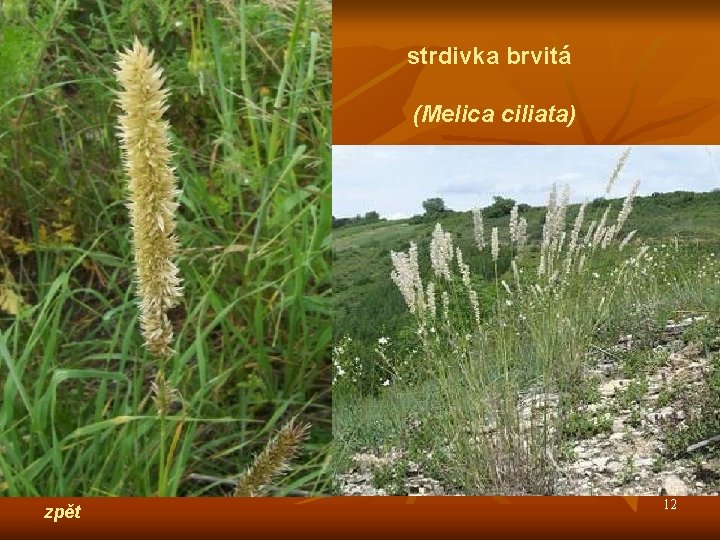 strdivka brvitá (Melica ciliata) zpět 12 