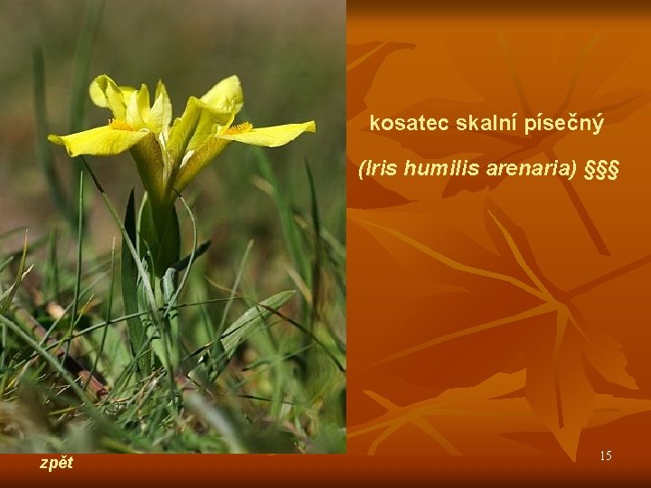 kosatec skalní písečný (Iris humilis arenaria) §§§ zpět 15 
