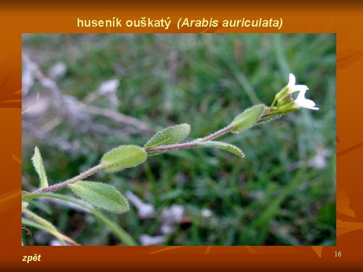 huseník ouškatý (Arabis auriculata) zpět 16 