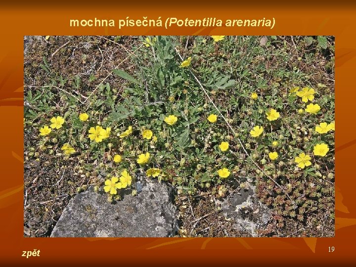 mochna písečná (Potentilla arenaria) zpět 19 