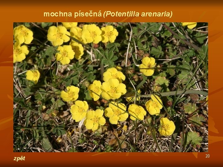 mochna písečná (Potentilla arenaria) zpět 20 
