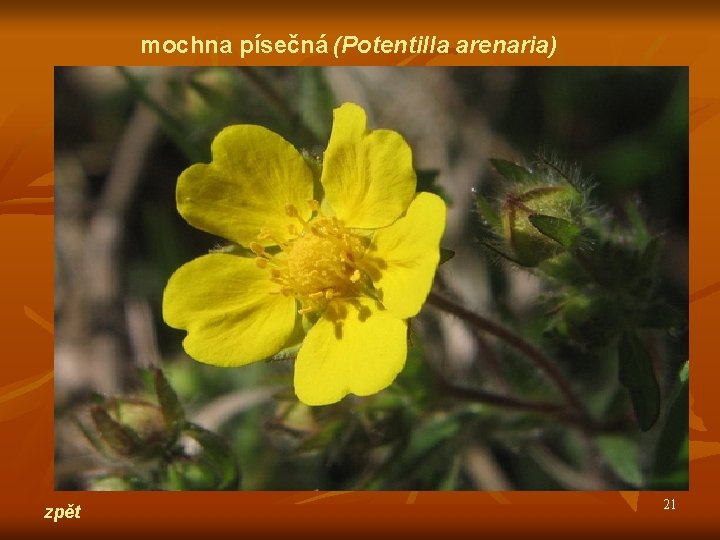 mochna písečná (Potentilla arenaria) zpět 21 