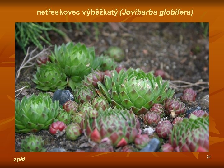 netřeskovec výběžkatý (Jovibarba globifera) zpět 24 