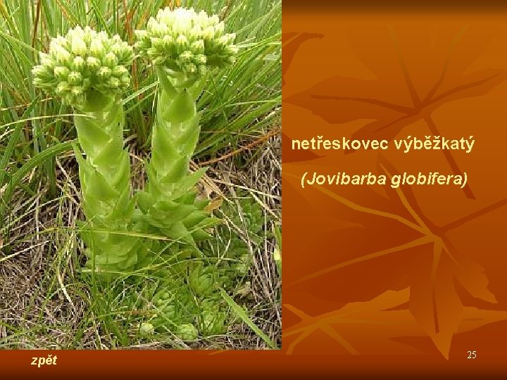 netřeskovec výběžkatý (Jovibarba globifera) zpět 25 